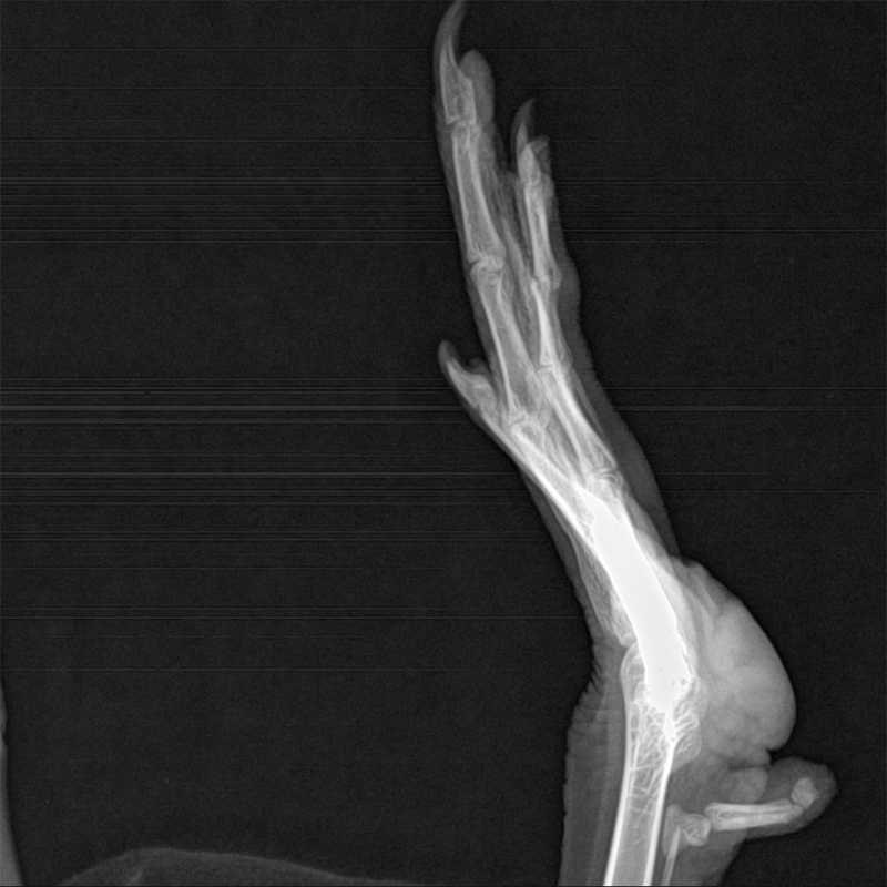 Bumblefoot in Pet Ducks