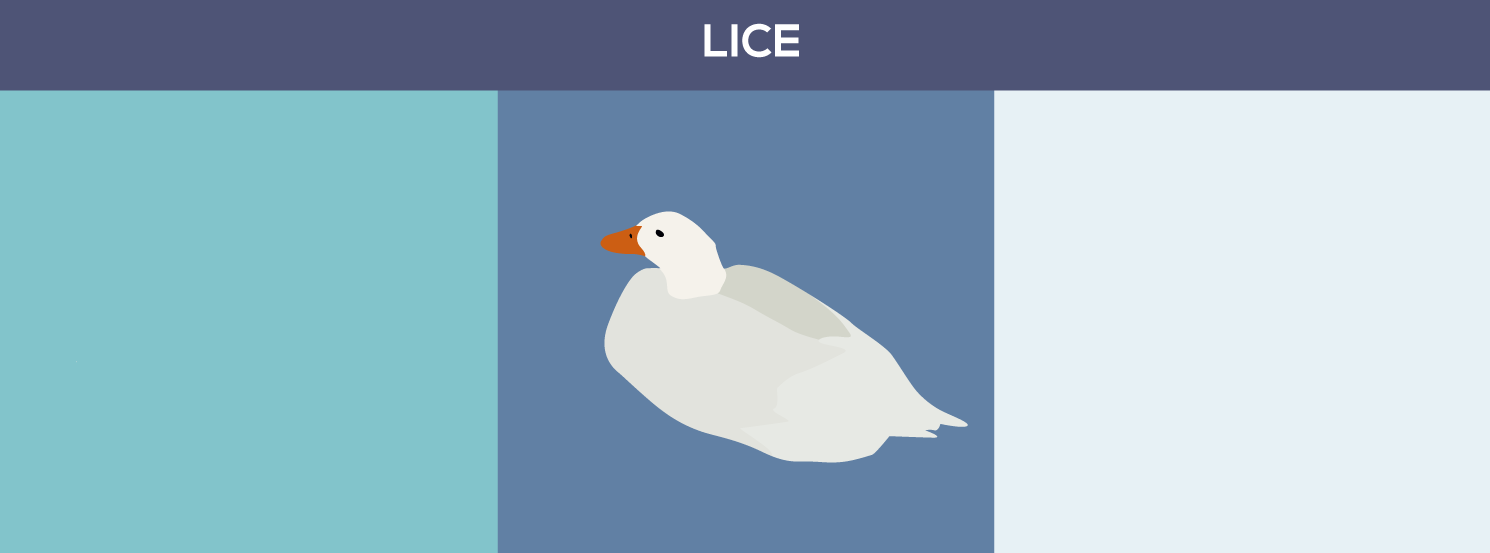 Lice in Pet Ducks