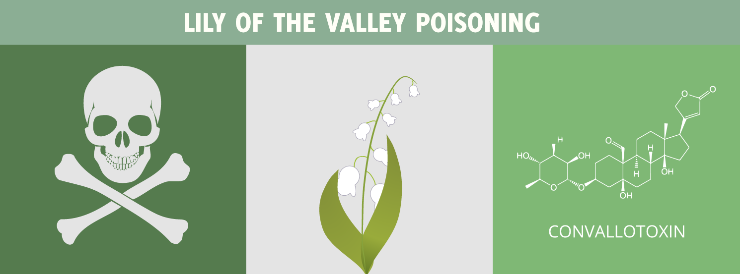 Lily of the valley poisoning in Pet Ducks