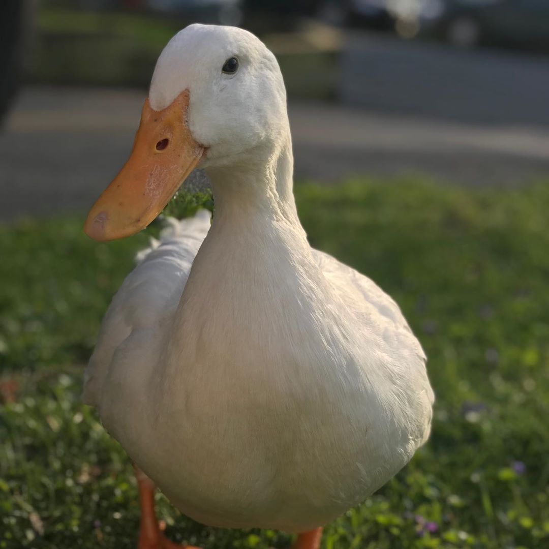 Harry’s Wing Amputation DuckDVM