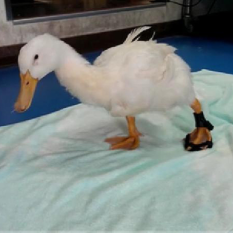 Quack-Quack's 3D Printed Leg Brace image preview