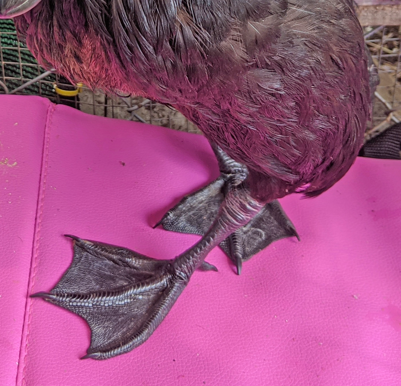 Niacin deficiency in Pet Ducks